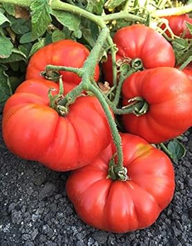 Marizol Bratka Seeds for Planting, 100 Pcs pcs