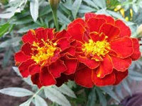 Heirloom Marigold Flower Seeds for Planting 100 pcs