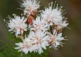 Summer Farewell Flower Seeds – Heirloom Non-GMO Seeds for Late-Season Wildflower Garden Planting - Farewell for planting in home garden