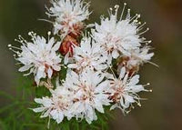 Summer Farewell Flower Seeds – Heirloom Non-GMO Seeds for Late-Season Wildflower Garden Planting - Farewell for planting in home garden