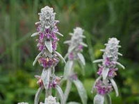 Lamb's Ear Plant Seeds for Planting, Fresh, NON GMO Seeds
