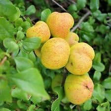 Yellow Cydonia quince fruit seeds