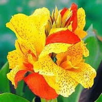 Cleopatra Flower Seeds for Planting ƒ?? Fresh, Organic, Heirloom, Non-GMO Garden Blooms for planting in your garden.