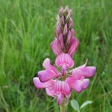 Onobrychis Flower Seeds for Planting, Heirloom, Non-GMO, 100 pcs