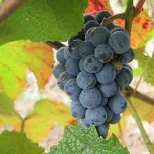 Uva Trepadoras Fruit Seeds for Growing Sweet and Elegant Grapevines