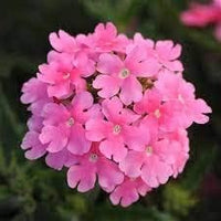 Baby Pink Verbena Flower Seeds for Planting – Heirloom, Non-GMO, Organic