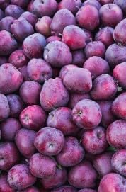 Purple Apple Fruit Seeds for Planting - Heirloom & Non-GMO Seeds for Planting