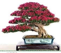 Organic Crepe Myrtle Flower Seeds for Planting – Heirloom, Non-GMO