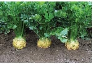 Celeriac Vegetable Seeds for Planting, 100 Pcs pcs