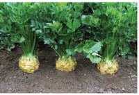 Celeriac Vegetable Seeds for Planting, 100 Pcs pcs