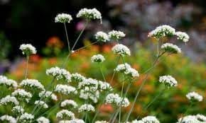 Valeriana Flower Seeds for Planting, Heirloom, Non-GMO, 100 pcs