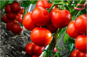 Tomtato Seeds for Planting, heirloom & Non-GMO Seeds