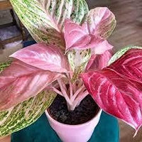 Aglaonema Pink Flower Seeds for Planting NON GMO Seeds for planting in home garden