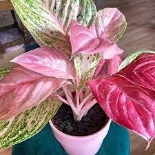 Aglaonema Pink Flower Seeds for Planting NON GMO Seeds for planting in home garden
