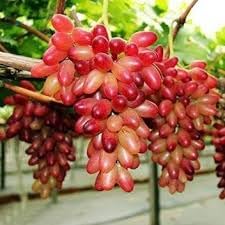 Wild Fox Grape Seeds for Planting - Hardy, Wild-Style Fruit Production, Heirloom Seeds