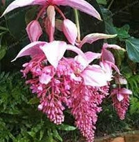 Medinilla Pink Flower Seeds for Planting - NON GMO Seeds for planting in home garden