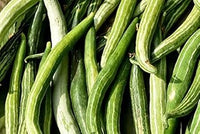 Snake Gourd Trichosanthes cucumerina seeds for garden planting