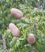Khaya Senegalensis Fruit Seeds for Hardy and Fruitful Tree Growth 100 Pcs pcs