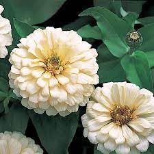 Heirloom Magellan Ivory Zinnia Flower Seeds for Planting – Non-GMO, Colorful Garden Blooms