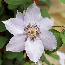 Heirloom Non-GMO Virginsbower Flower Seeds for Planting – Fast-Growing Blooms for Fences - Non-GMO for planting in home garden