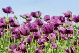Heirloom Non-GMO Hungarian Flower Seeds for Vibrant and Traditional Garden Planting