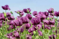 Heirloom Non-GMO Hungarian Flower Seeds for Vibrant and Traditional Garden Planting