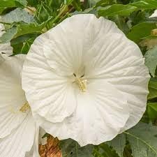 Heirloom Hibiscus Flower Seeds – Non-GMO Tropical Flower Seeds for Planting