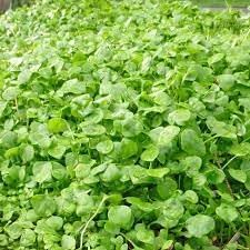 Lettuce Seeds for Home Garden, 100 Pcs pcs