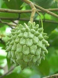 Tropical Star Fruit Seeds for Sweet and Tangy Trees 100 Pcs pcs