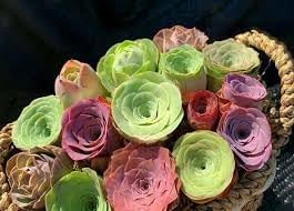 Greenovia Flower Seeds for Garden Planting - NON GMO Seeds for planting in home garden