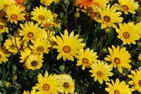 Heirloom Dimorphotheca Flower Seeds for Planting, Non-GMO