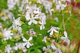 Organic Saponaria Flower Seeds for Planting ƒ?? Heirloom, Non-GMO