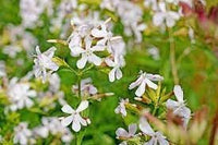 Organic Saponaria Flower Seeds for Planting ƒ?? Heirloom, Non-GMO