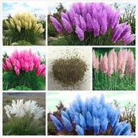 Pampas Plant Seeds for Garden Planting - NON GMO Seeds