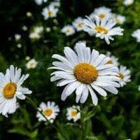 Chamomile Flower Seeds for Garden Planting - NON GMO Seeds