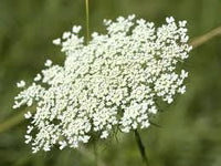 Queen Anne's Lace White Flower Seeds for Planting - NON GMO Seeds
