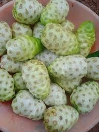 Noni Morinda citrifolia fruit seeds for garden