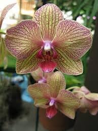 Orchid Cymbidium Flower Seeds - Heirloom Non-GMO Planting Seeds