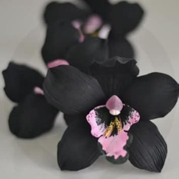 Heirloom Non-GMO Black Phalaenopsis Orchid Flower Seeds for Planting – Rare Exotic Variety