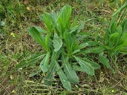 Wild Lettuce Lactuca virosa seeds for home garden planting