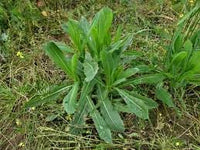 Wild Lettuce Lactuca virosa seeds for home garden planting