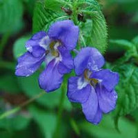 Blue Impatiens Flower Seeds for Planting - 100 pcs