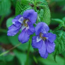 Blue Impatiens Flower Seeds for Planting - 100 pcs