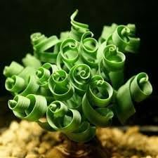 Heirloom Non-GMO Tortilis Spiral Plant Seeds for Unique Ornamental Garden Planting for planting in home garden