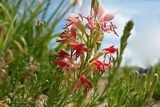 Red Gaura Flower Seeds for Planting - 100 pcs seeds for planting in home garden