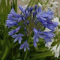 Agapanthus Africanus Flower Seeds for Planting, 100 pcs for planting in your garden.