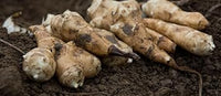 Jerusalem Seeds for Planting, heirloom & Non-GMO Seeds