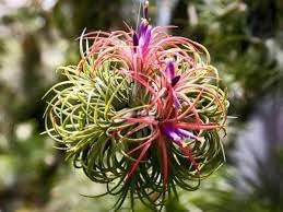 Tillandsia Flower Seeds for Planting - 100 pcs seeds for planting in home garden