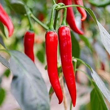 Heirloom Pepper Seeds for Planting, 100 Pcs pcs