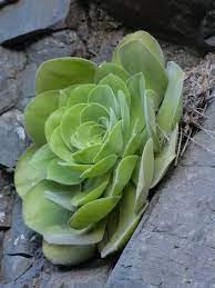 Heirloom Arboreum Flower Seeds for Garden Planting, Non-GMO, Succulent Blooms for Landscaping